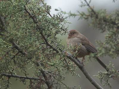 California Towhee / Californische Towie / Melozone crissalis