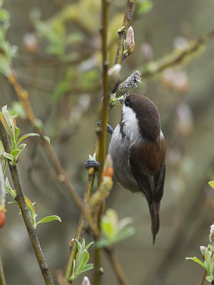 Chestnut-backened Chickadee/ Kastanjerugmees / Poecile rufescens 