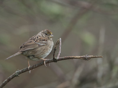 Golden-crowned Sparrow / Goudkruingors / Zonotrichia atricapilla 
