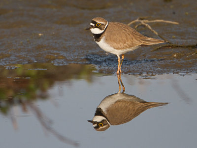 Kleine Plevier / Little Ringed Plover / Charadrius dubius