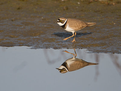 Kleine Plevier / Little Ringed Plover / Charadrius dubius