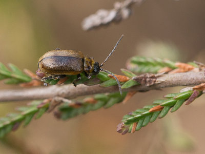 Heidehaantje / Heather beetle / Lochmaea suturalis