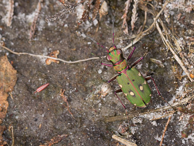 Groene zandloopkever / Green Tiger Beetle / Cicindela campestris