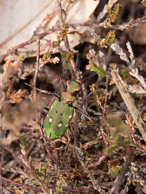 Groene zandloopkever / Green Tiger Beetle / Cicindela campestris