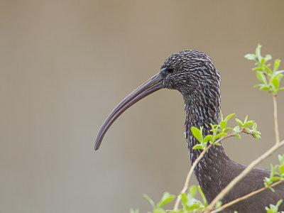 Zwarte ibis / Glossy Ibis / Plegadis falcinellus