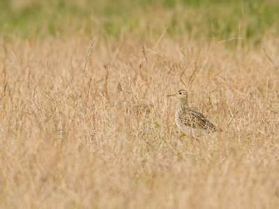 Upland Sandpiper / Bartrams ruiter / Bartramia longicauda