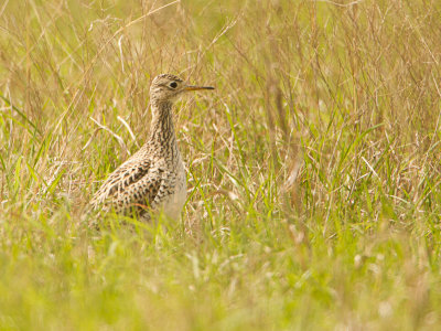 Upland Sandpiper / Bartrams ruiter / Bartramia longicauda