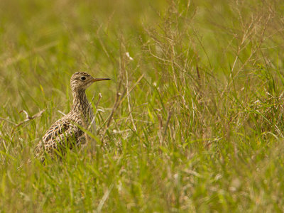 Upland Sandpiper / Bartrams ruiter / Bartramia longicauda