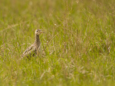 Upland Sandpiper / Bartrams ruiter / Bartramia longicauda