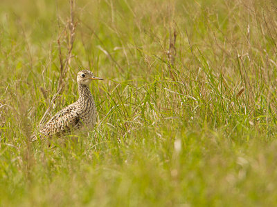 Upland Sandpiper / Bartrams ruiter / Bartramia longicauda