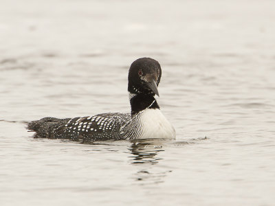 Common Loon / IJsduiker / Gavia immer 