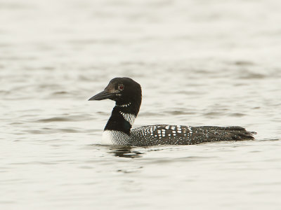 Common Loon / IJsduiker / Gavia immer 