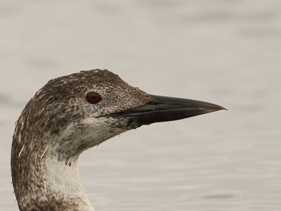 Common Loon / IJsduiker / Gavia immer 