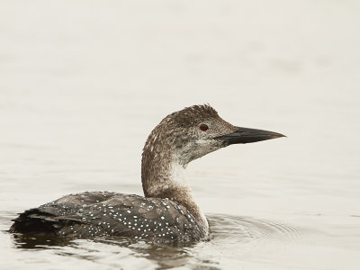 Common Loon / IJsduiker / Gavia immer