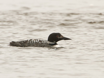 Common Loon / IJsduiker / Gavia immer 