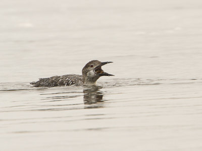 Common Loon / IJsduiker / Gavia immer 