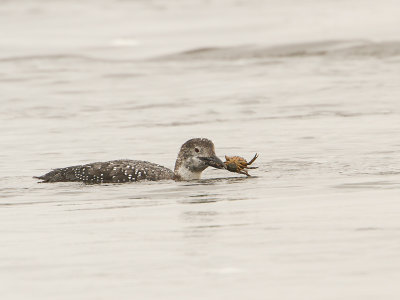 Common Loon / IJsduiker / Gavia immer 