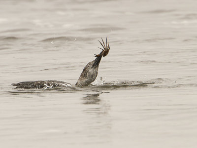 Common Loon / IJsduiker / Gavia immer 