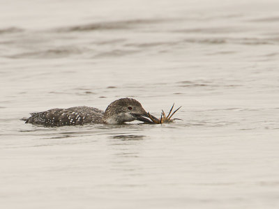 Common Loon / IJsduiker / Gavia immer 
