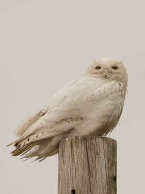 Snowy Owl / Sneeuwuil / Nyctea scandiaca 