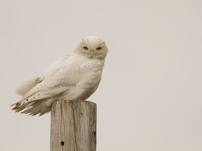 Snowy Owl / Sneeuwuil / Nyctea scandiaca 