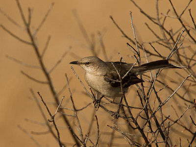 Northern Mockingbird / Noord-Amerikaanse Spotlijster / Mimus polyglottos 