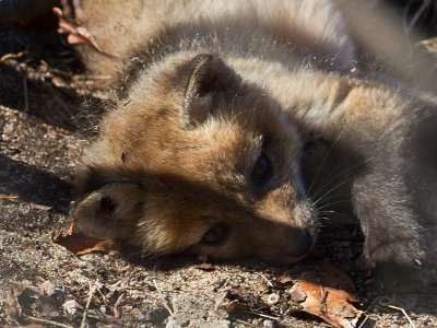 Red Fox / Vos / Vulpes vulpes