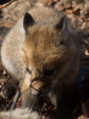 Red Fox / Vos / Vulpes vulpes