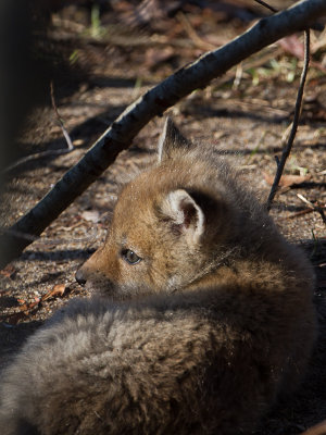 Red Fox / Vos / Vulpes vulpes