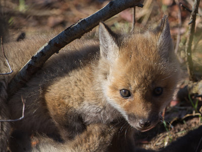 Red Fox / Vos / Vulpes vulpes