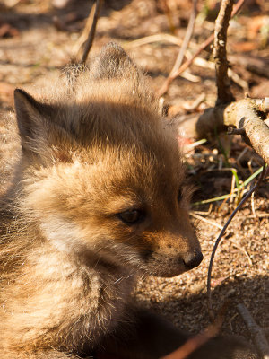 Red Fox / Vos / Vulpes vulpes