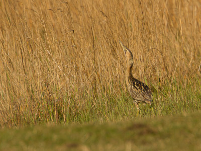 Roerdomp / Great Bittern / Botaurus stellaris
