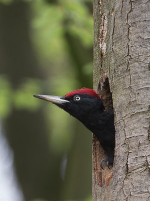 Zwarte specht / Black Woodpecker / Dryocopus martius