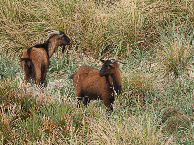 Mollorcaanse Wilde Geit / Balearic Wild Goat / Capra hircus balearctica
