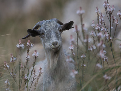 Mollorcaanse Wilde Geit / Balearic Wild Goat / Capra hircus balearctica