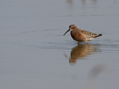 Krombekstrandloper / Curlew Snadpiper / Calidris ferruginea 