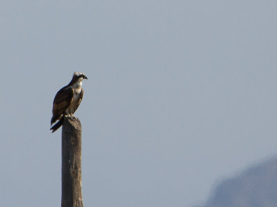 Visarend / Osprey / Pandion haliaetus