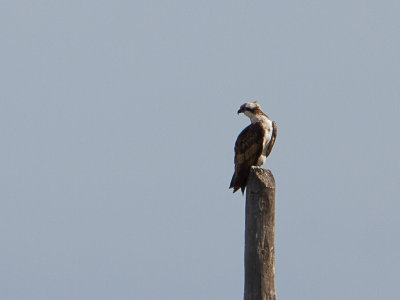 Visarend / Osprey / Pandion haliaetus