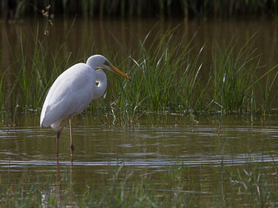 Grote Zilverreiger / Great Egret / Ardea alba 