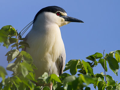 Kwak / Night heron / Nycticorax nycticorax