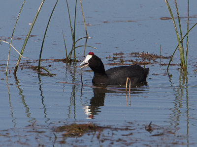 Knobbelmeerkoet / Crested Coot / Fulica cristata