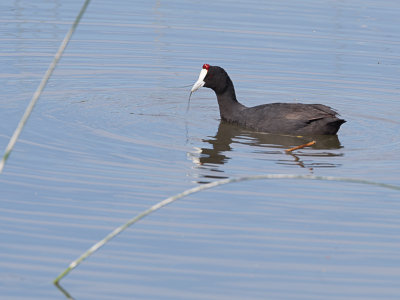 Knobbelmeerkoet / Crested Coot / Fulica cristata