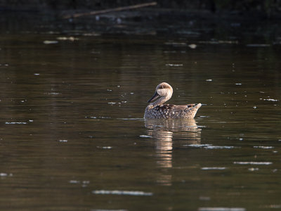 Marmereend / Marbled Duck / Marmaronetta angustirostris