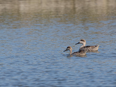 Marmereend / Marbled Duck / Marmaronetta angustirostris