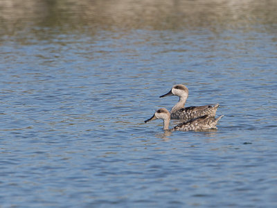 Marmereend / Marbled Duck / Marmaronetta angustirostris