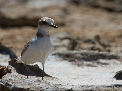 Strandplevier / Kentish Plover / Charadrius alexandrinus 