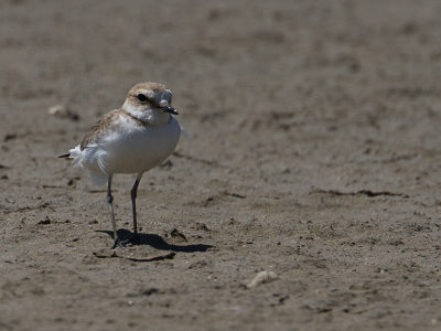 Strandplevier / Kentish Plover / Charadrius alexandrinus 