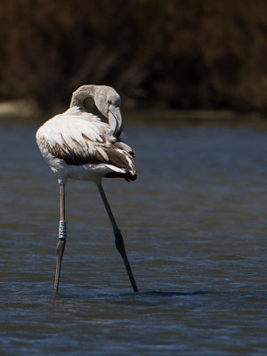 Europese flamingo / Greater Flamingo / Phoenicopterus roseus 