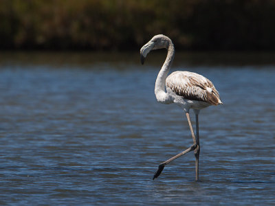 Europese flamingo / Greater Flamingo / Phoenicopterus roseus 