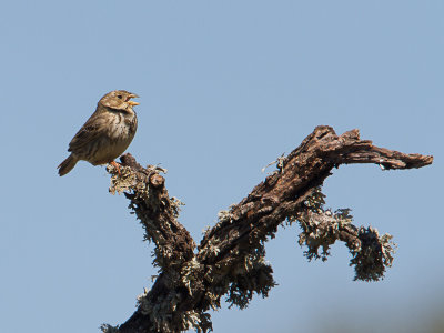 Grauwe gors / Corn Bunting / Miliaria calandra